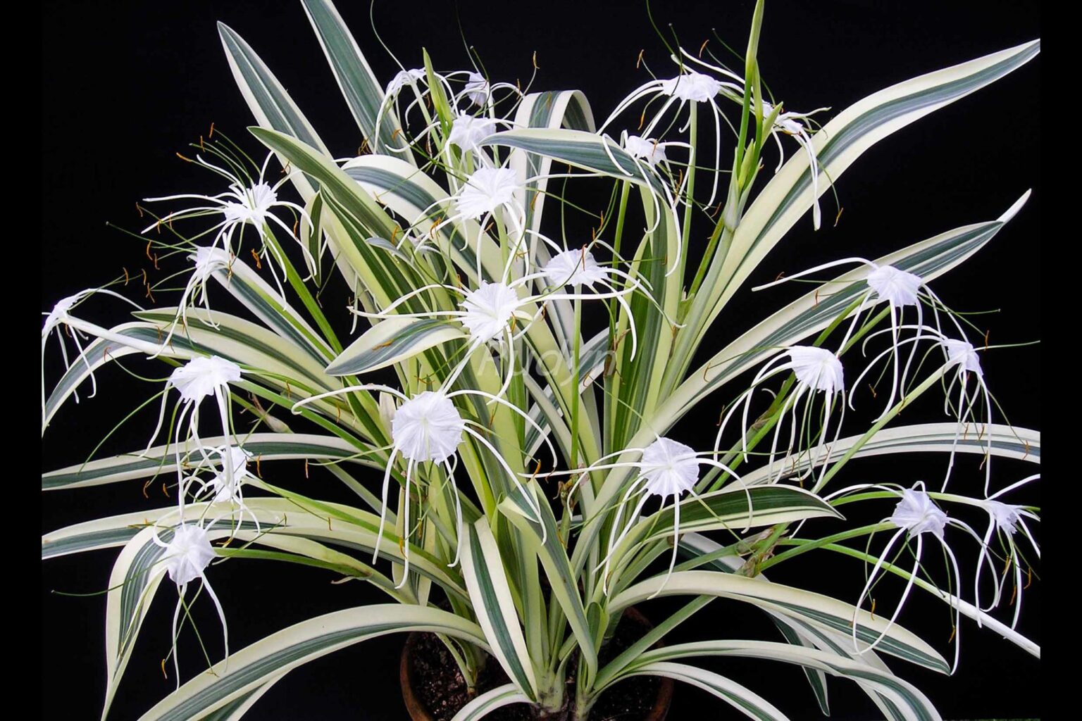 Hymenocallis littoralis variegata (2 bulbs) - Rudyn Gladioli Farm