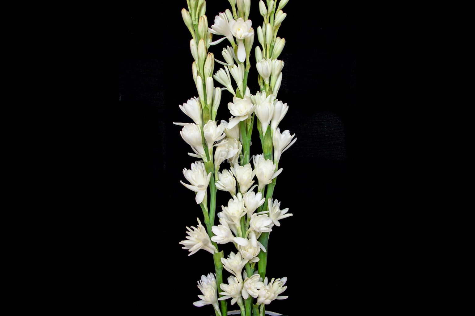 Tuberose (5 bulbs) Rudyn Gladioli Farm