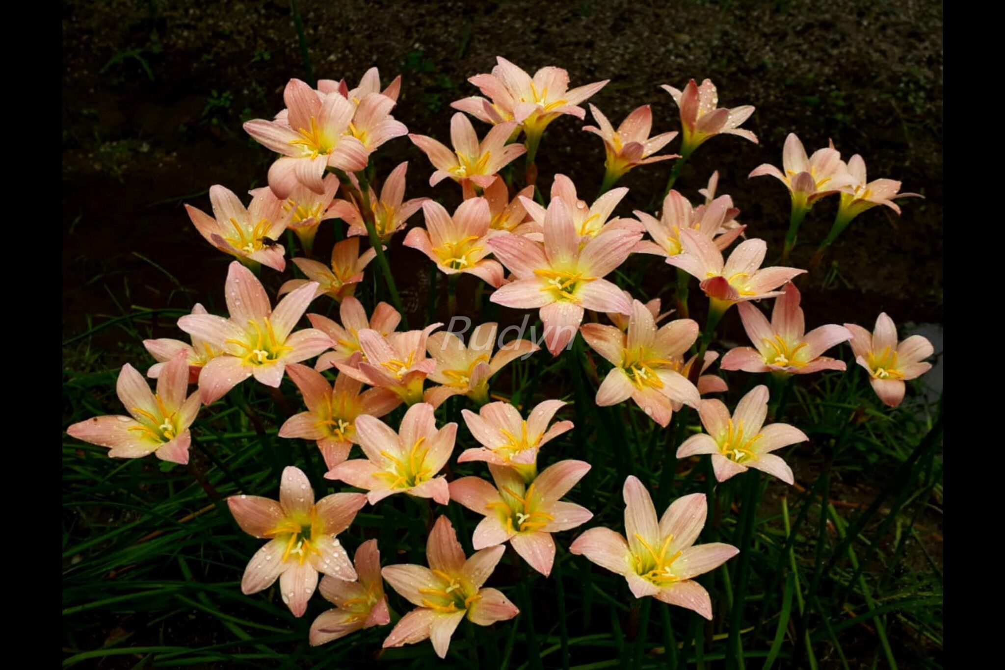 apricot-rain-lily-10-bulbs-rudyn-gladioli-farm