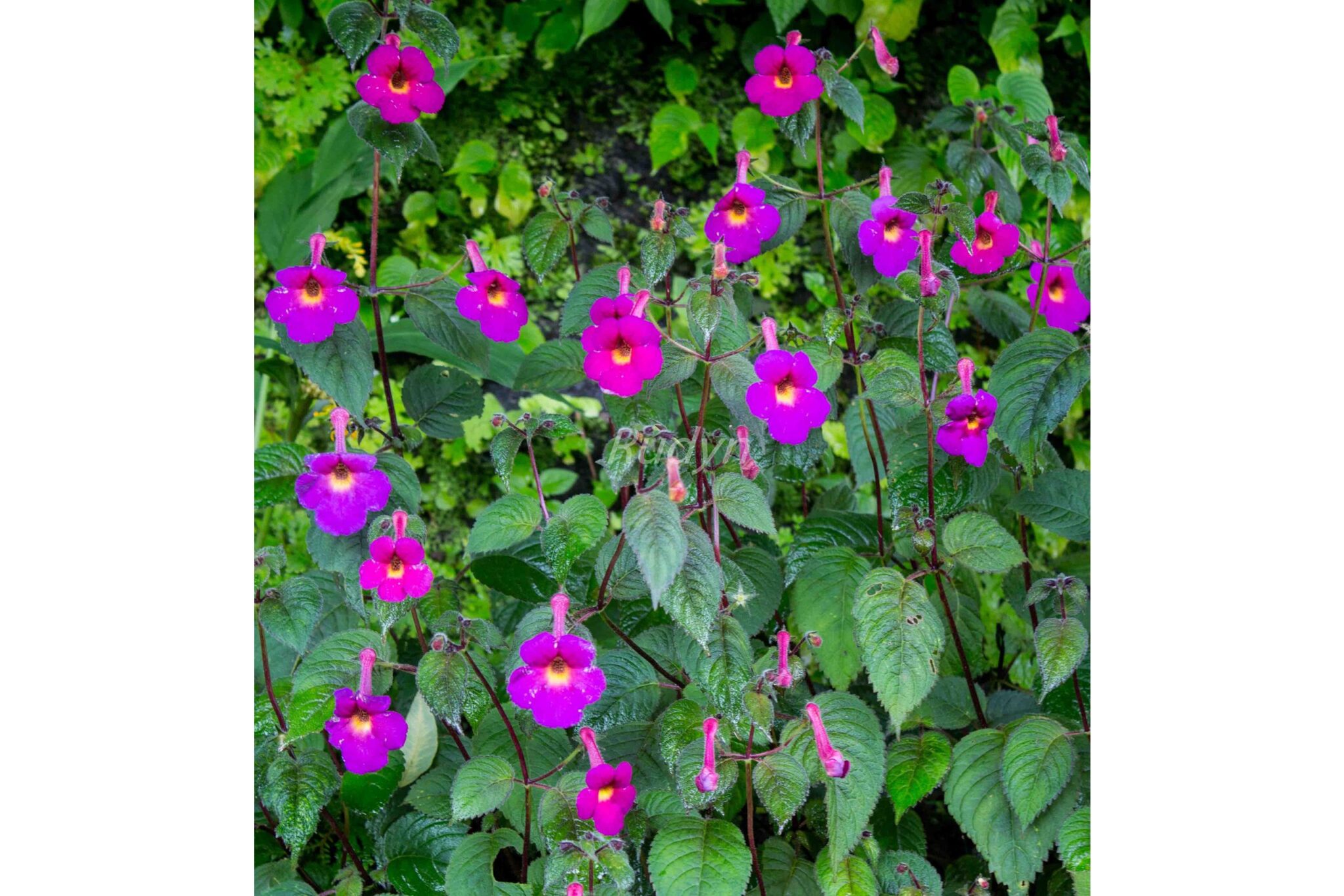 Achimenes Harry Williams (10 bulbs) - Rudyn Gladioli Farm