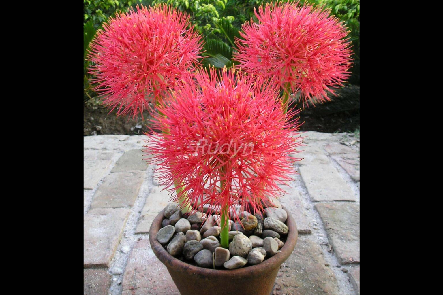 Haemanthus Multiflorous / Football lily (2 bulbs) Rudyn Gladioli Farm