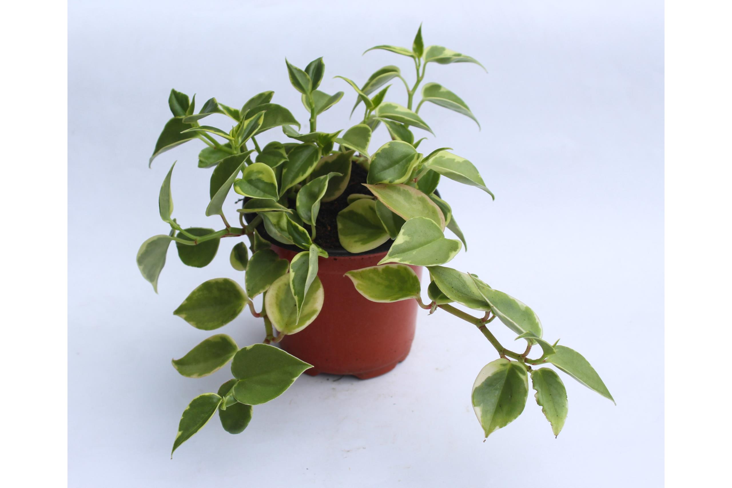 Peperomia Scandens Variegated plant Cupid Peperomia Plant Indoor Live Plant  Ht76in 1 Gallon